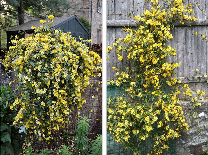 法国香水茉莉盆栽花卉室内外庭院爬藤植物冬天时令草本花卉