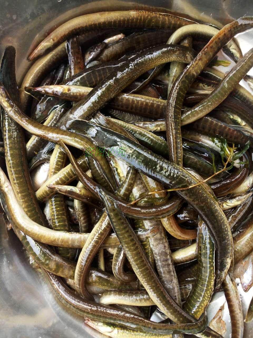 泥鳅纯野野生特产刀鳅干货刺鳅淡水鱼干板鳅鱼