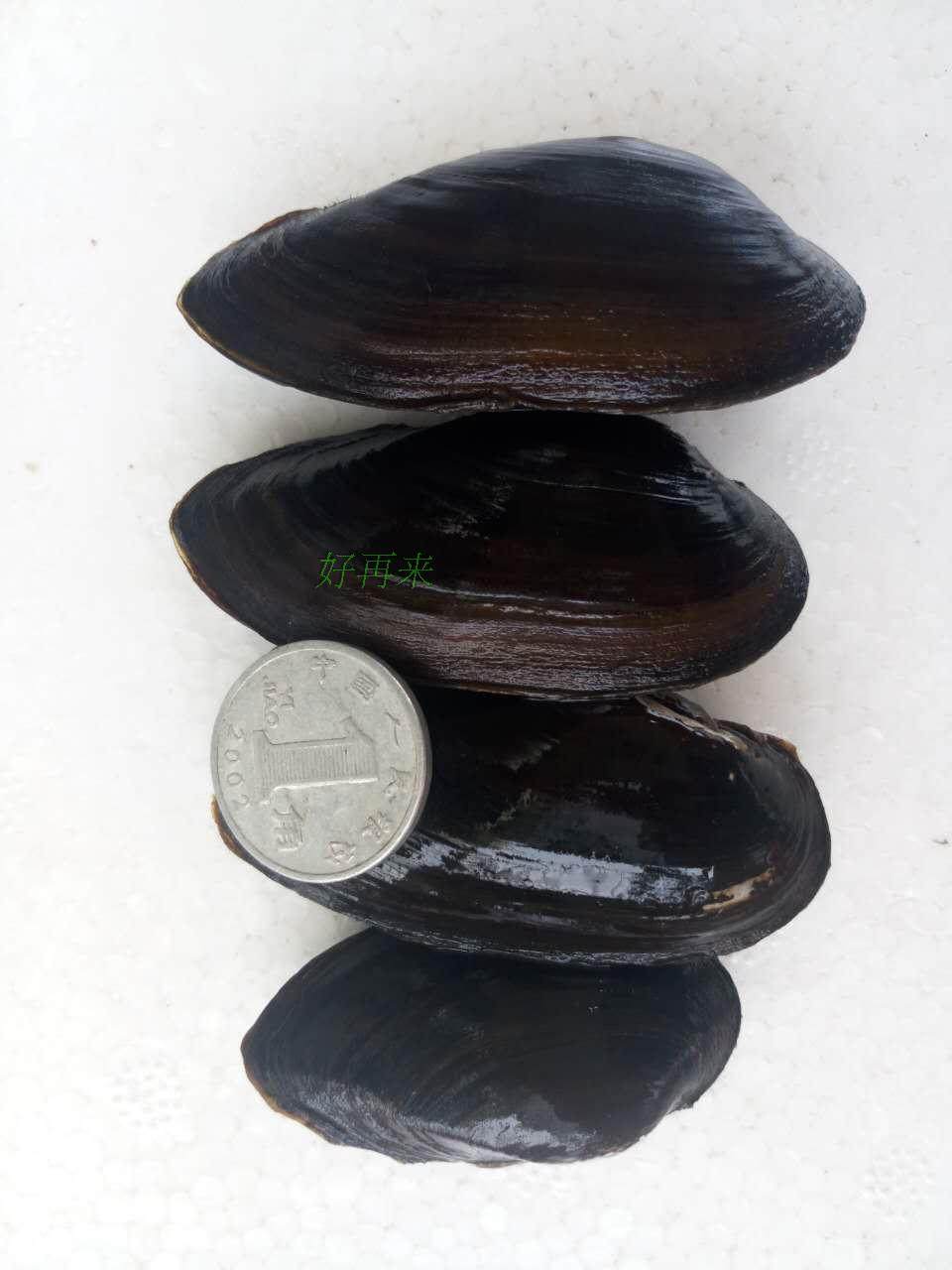 活化原生河蚌观赏小蚌水质水草底床旁皮繁殖螺