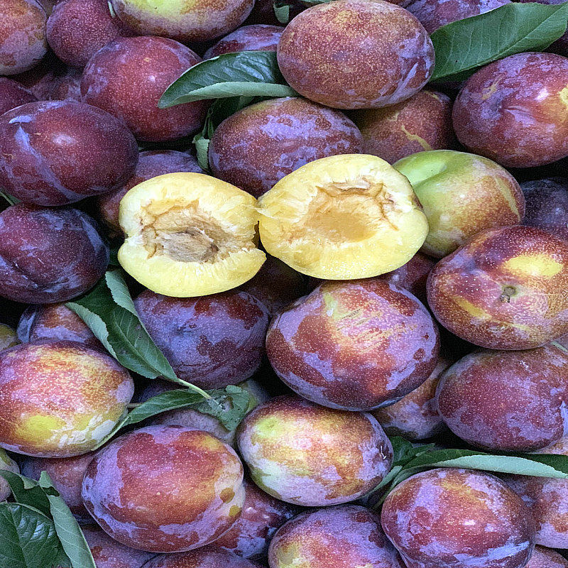 李子干核东北大红红袍干碗当季水果5斤装多省李子