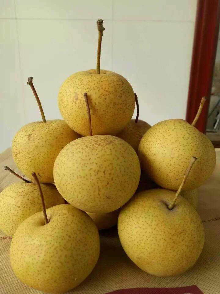 酸梨安梨面酸东北特产大酸梨包孕妇水果10斤梨