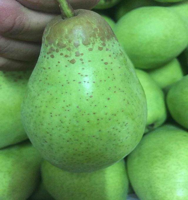 茄梨大头太婆东北特产软梨香甜软糯老人小孩梨