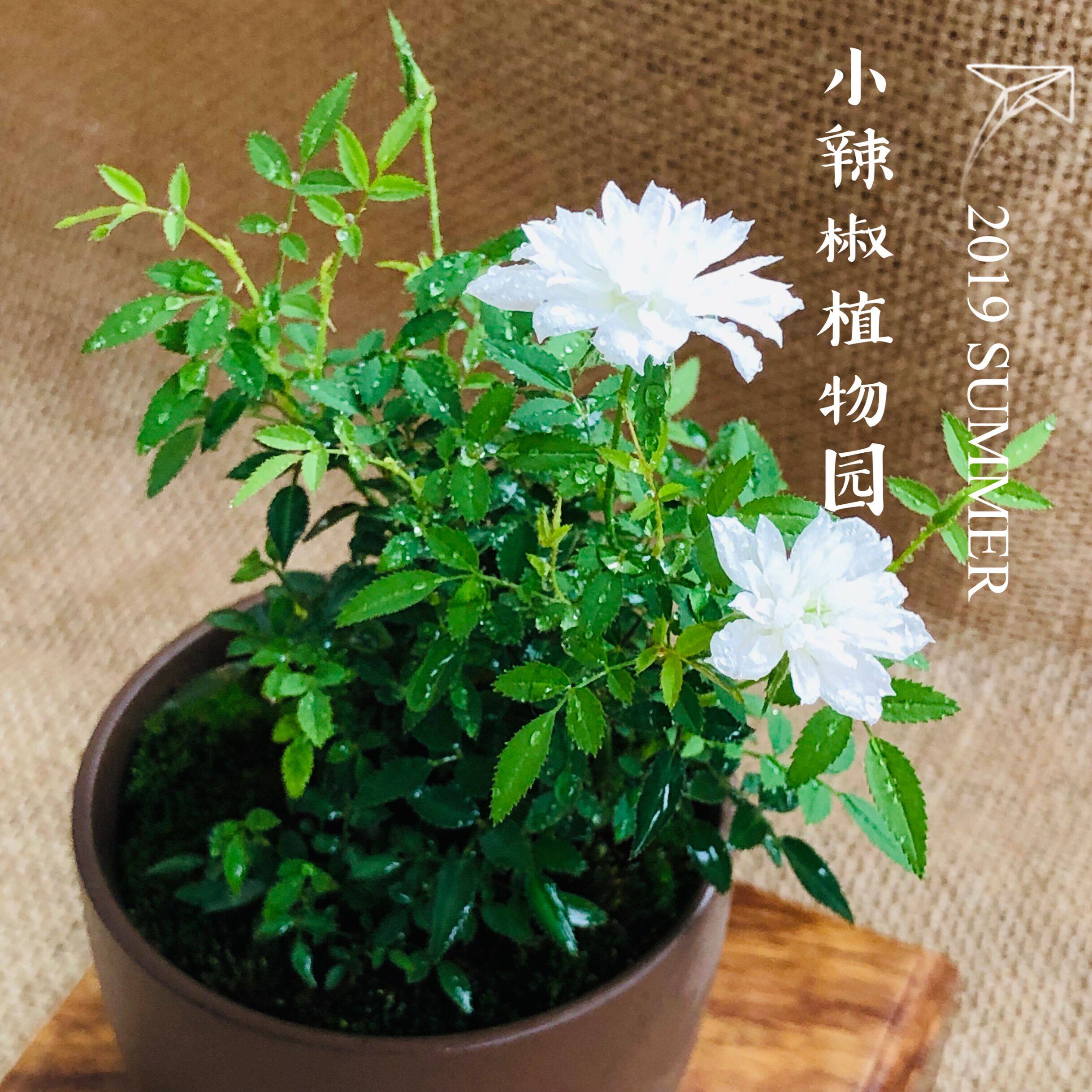 日本微月迷你姬月季小月季盆栽绿植四季开花小姬虎耳姬乙女小玫瑰