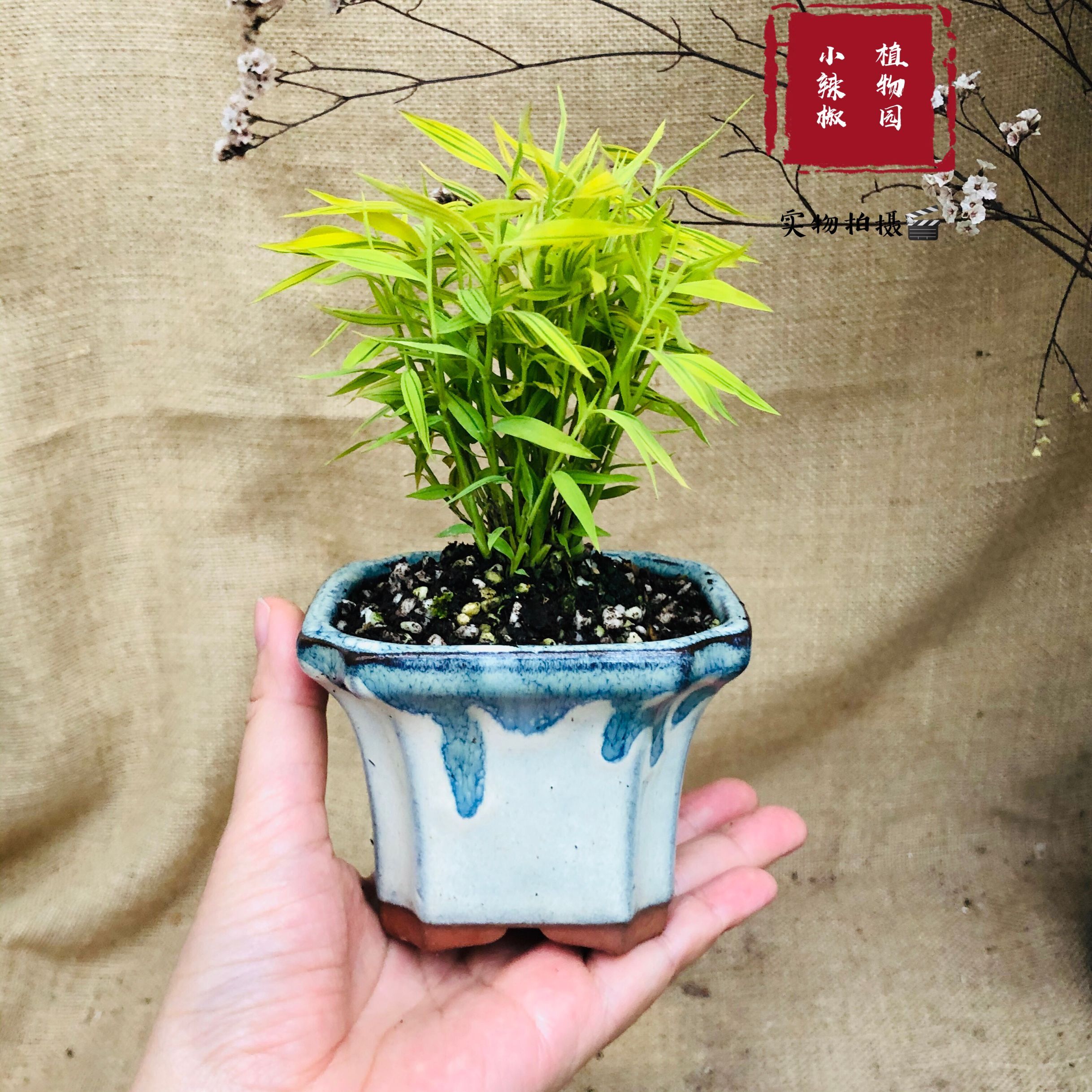 黄金日本金竹子矮小姬竹盆栽金黄竹叶叶面出艺绿植