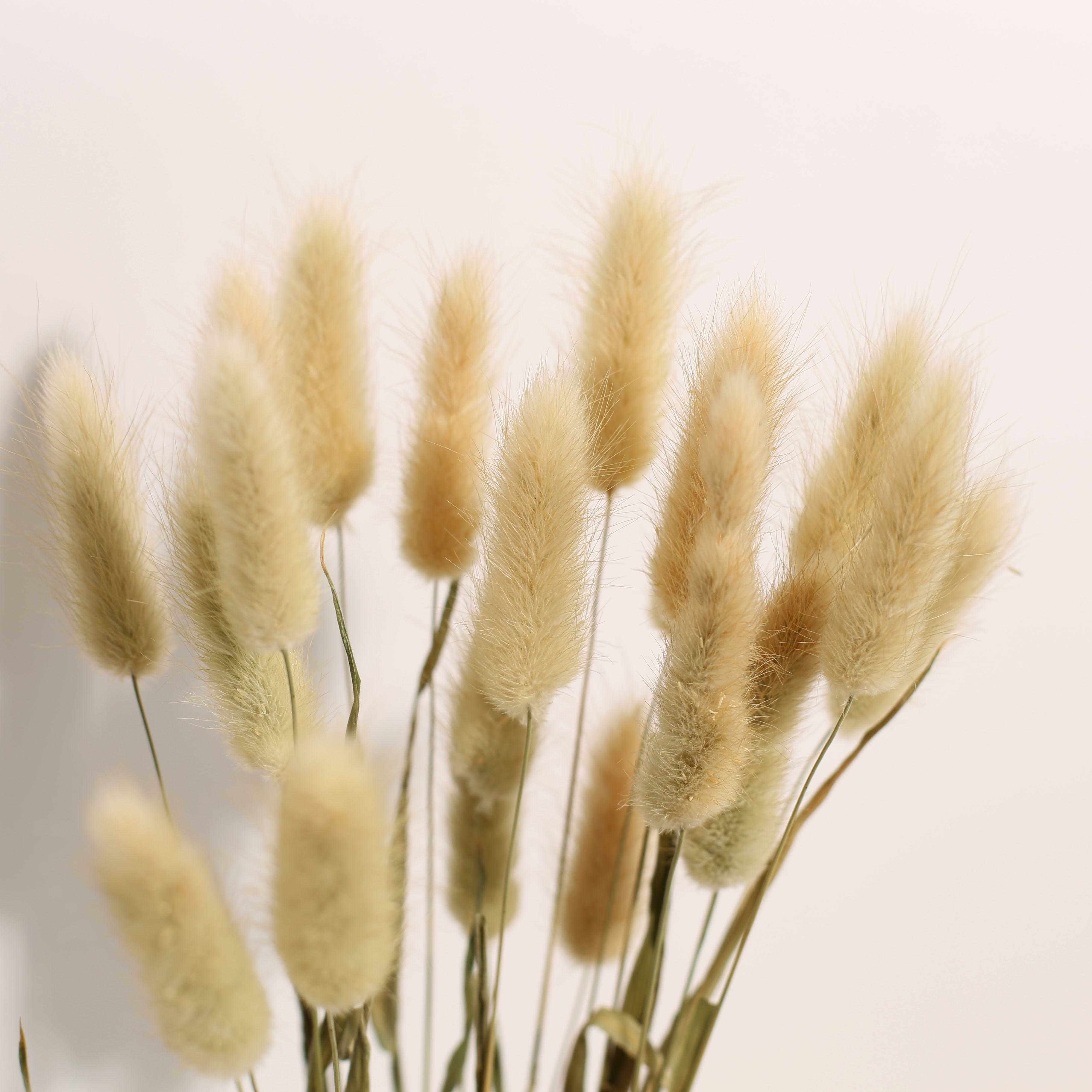 天然花兔尾草干花花束ins网红家居摆件橱窗干花