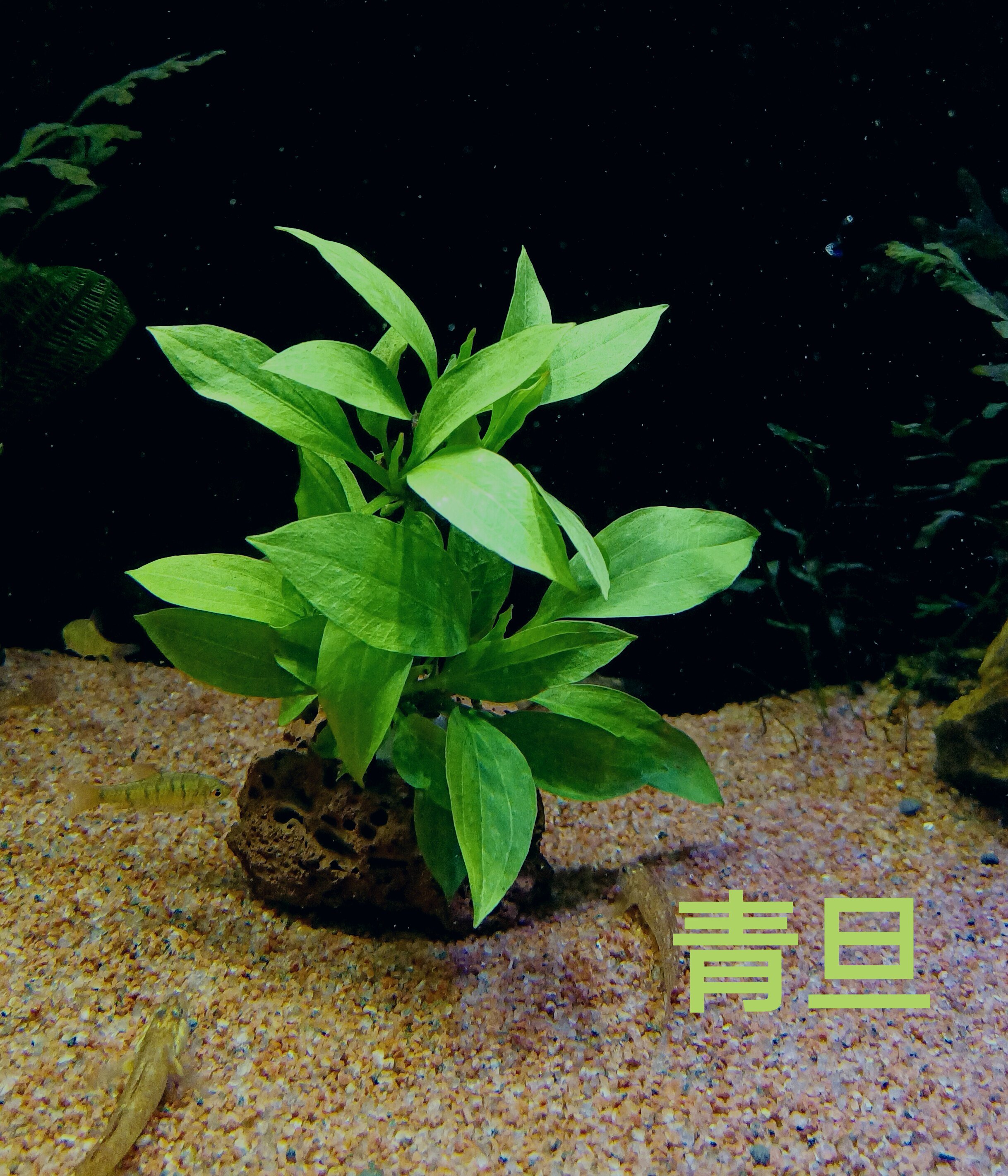 活体水草定植系列水族箱鱼缸造景绿菊金鱼藻坨草水草
