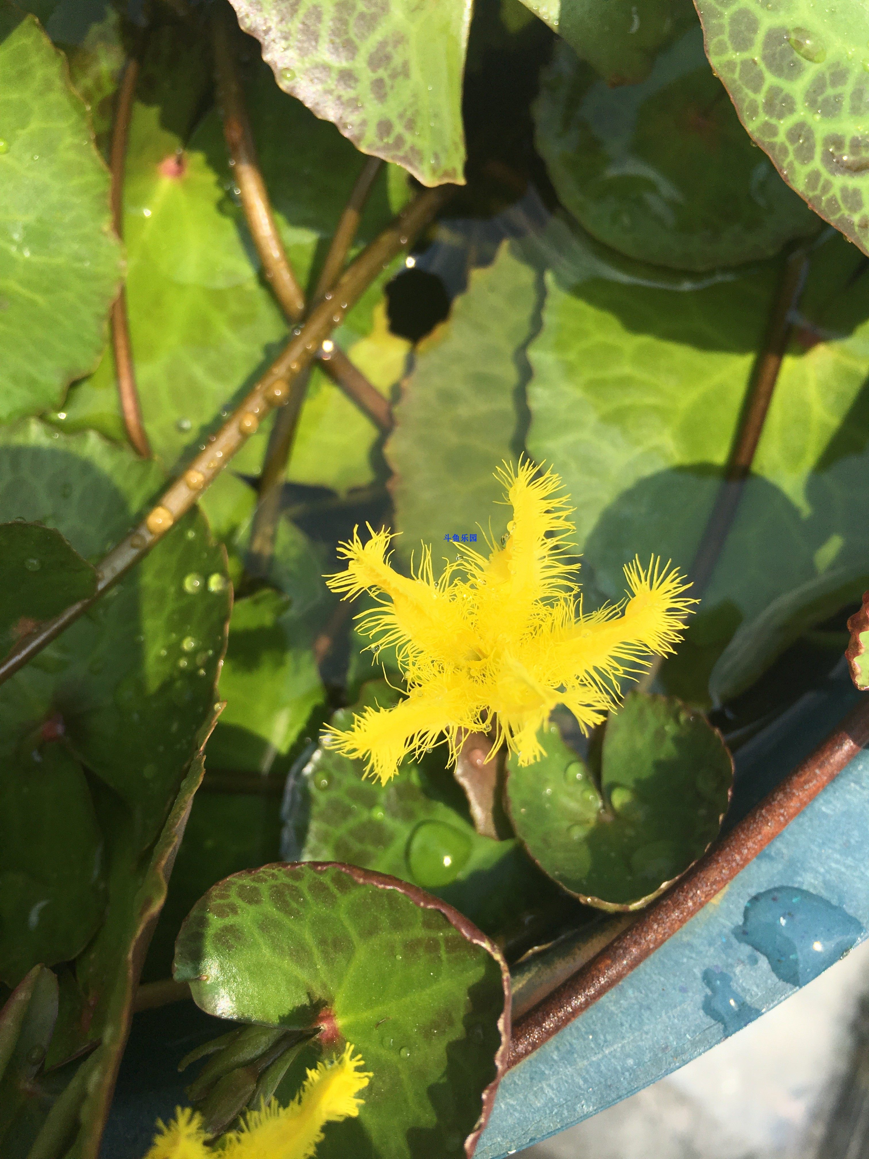 龟背荇菜 鱼缸浮萍水草活体植物浮性净化水质微景观水族箱满 包邮