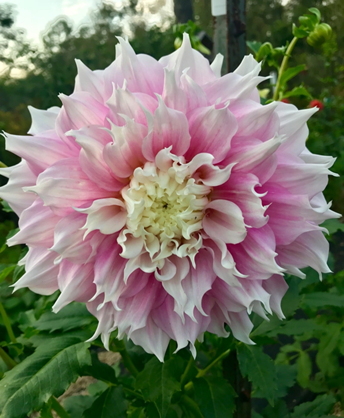 春季进口大丽花种根大种球 大花中高杆型 球根花多年生宿根极易繁