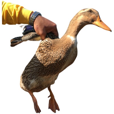 现杀土鸭散养谷鸭姜血浆血浆啤酒湖南怀化芷江仔鸭老鸭鸭肉