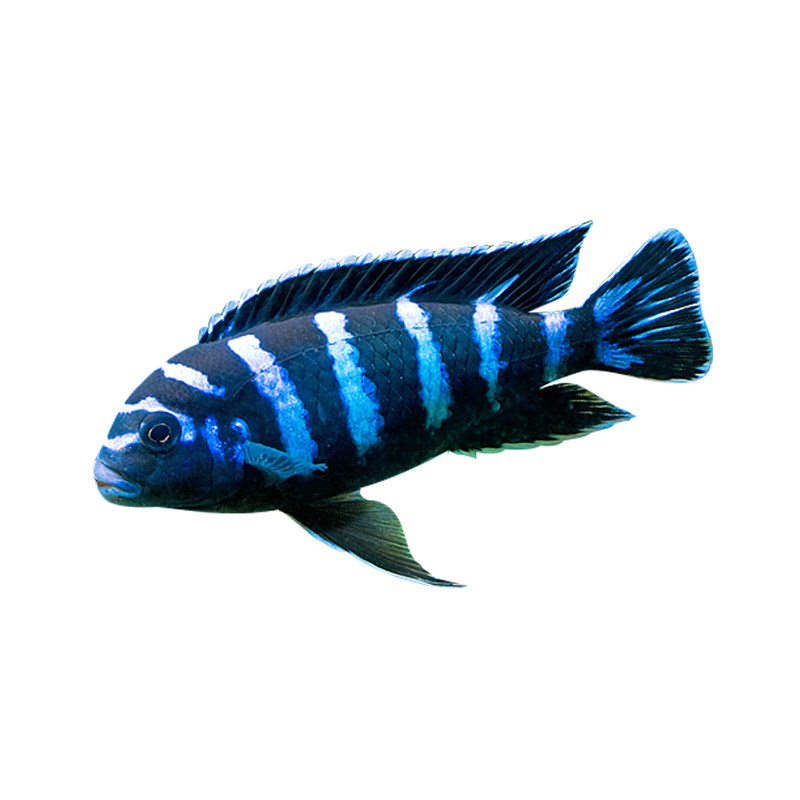 坦鲷正宗特蓝斑马三湖慈鲷热带观赏鱼水族活体鱼