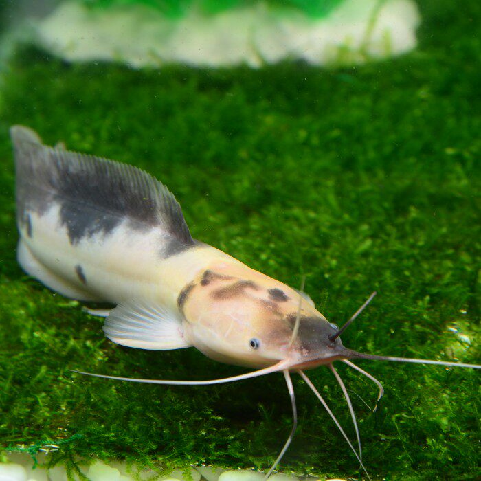 鲶鱼小丑奶牛中大型热带观赏鱼蟾胡武士底层鱼