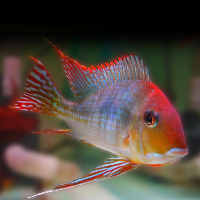 钻石南美美食土鲷三湖慈鲷藩王番王热带观赏鱼鱼