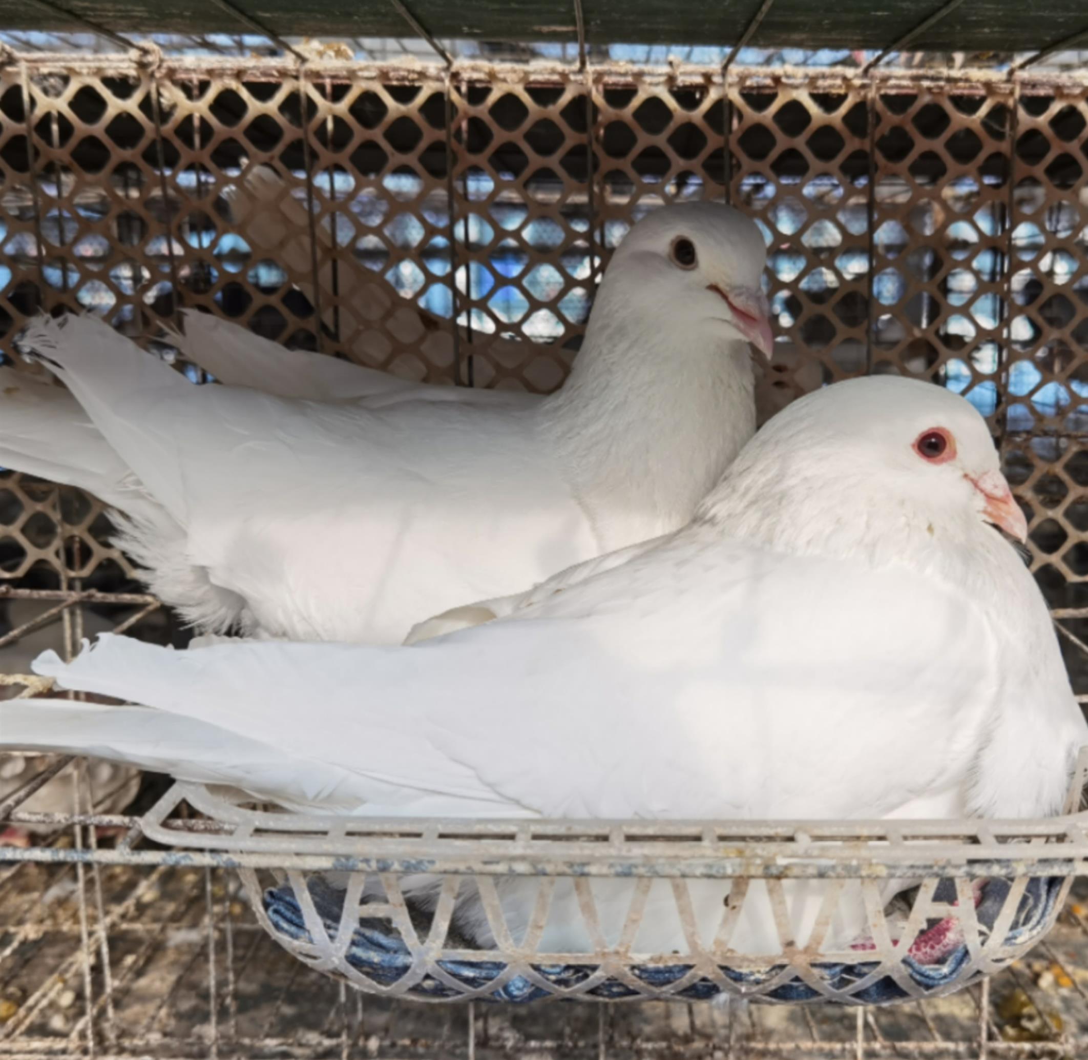 鸽子活一对肉鸽活体苗青年赛鸽种鸽白羽王银王落地观赏鸽乳鸽活物
