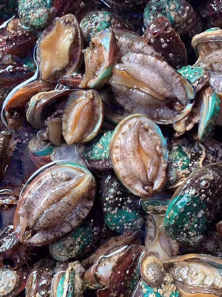 鲍鱼250g凉拌吮指鱼苗仔鲜辣爽爽口本品品为鲍鱼