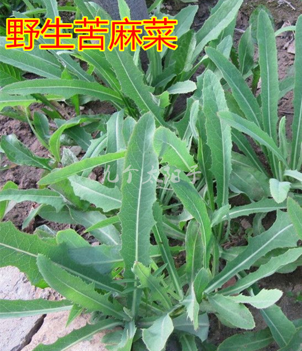 苦麻菜籽春季播种蔬菜种子野菜种孑阳台盆栽四季野生青菜种籽