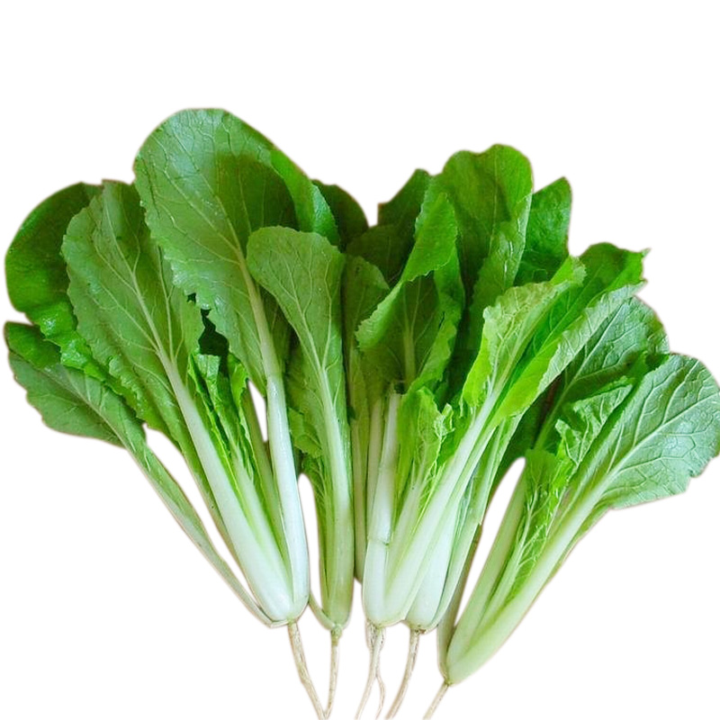 小白小白菜菜籽夏秋季播种蔬菜种子大全全易种白家庭园艺种子