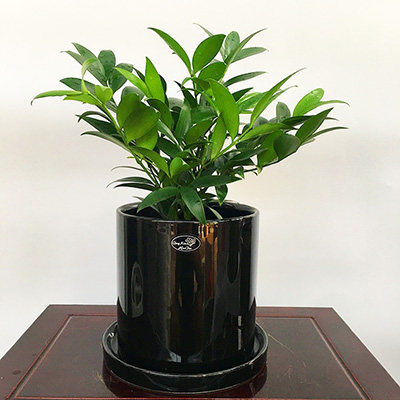 竹柏兴旺竹小盆栽办公室桌面养活植物深圳同城大型绿植