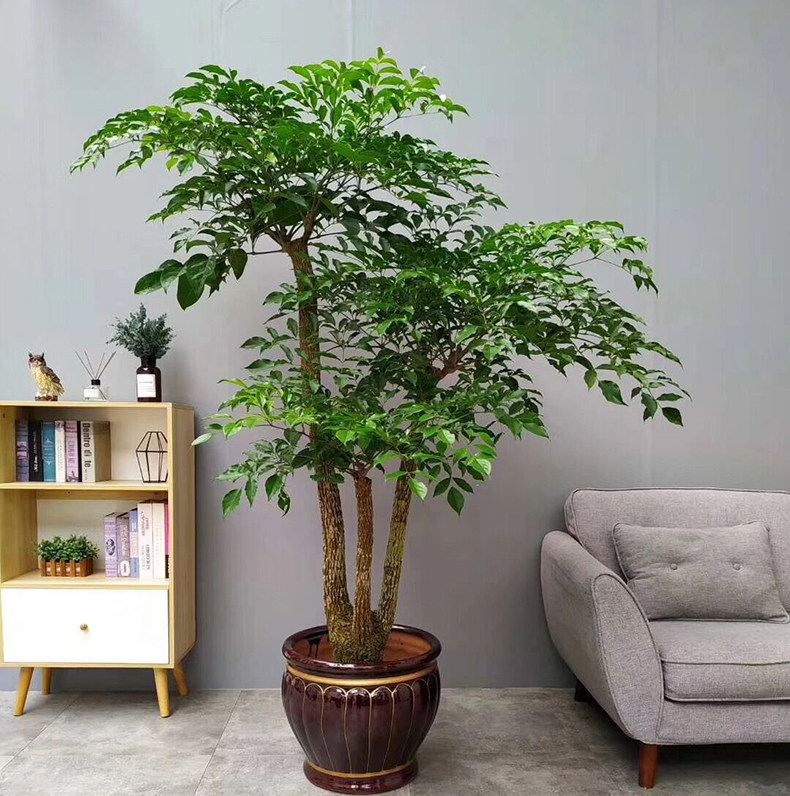 富贵树喜阳前台接待前台喜阳幸福树大型盆栽绿植大颗植物深圳同城