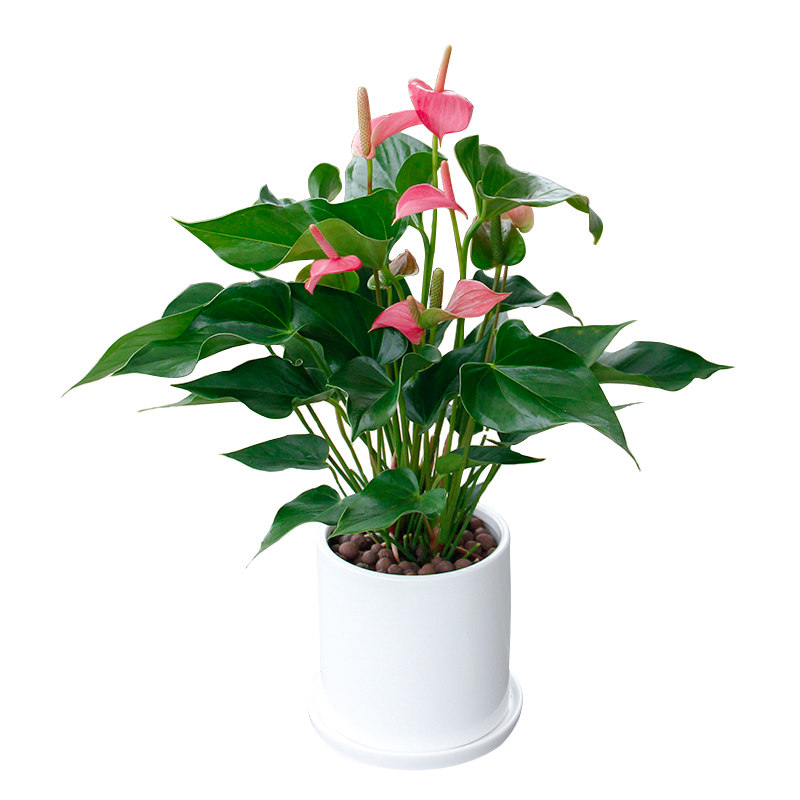 深圳粉掌盆栽办公室桌面小植物红掌开花植物常年开花绿植同城配送