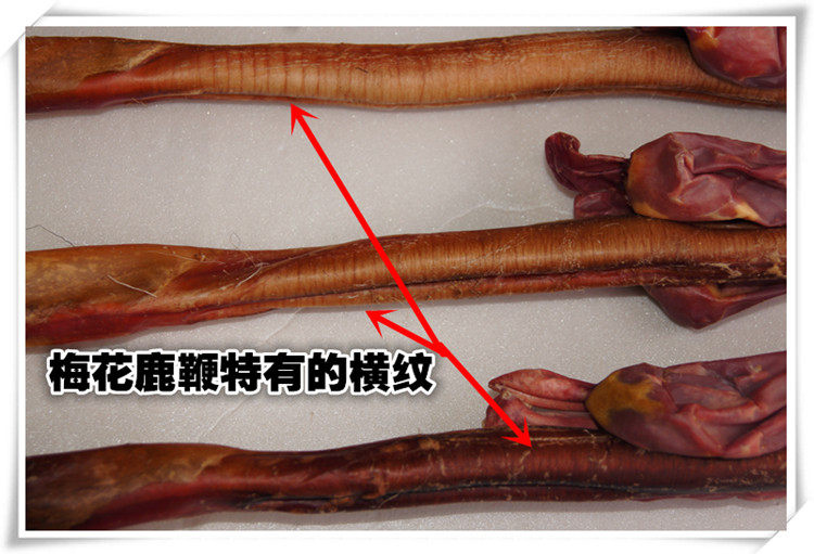 睿成龙鹿鞭正宗马鹿鞭整枝干鹿鞭鹿茸另有真品成年梅花鹿鹿鞭