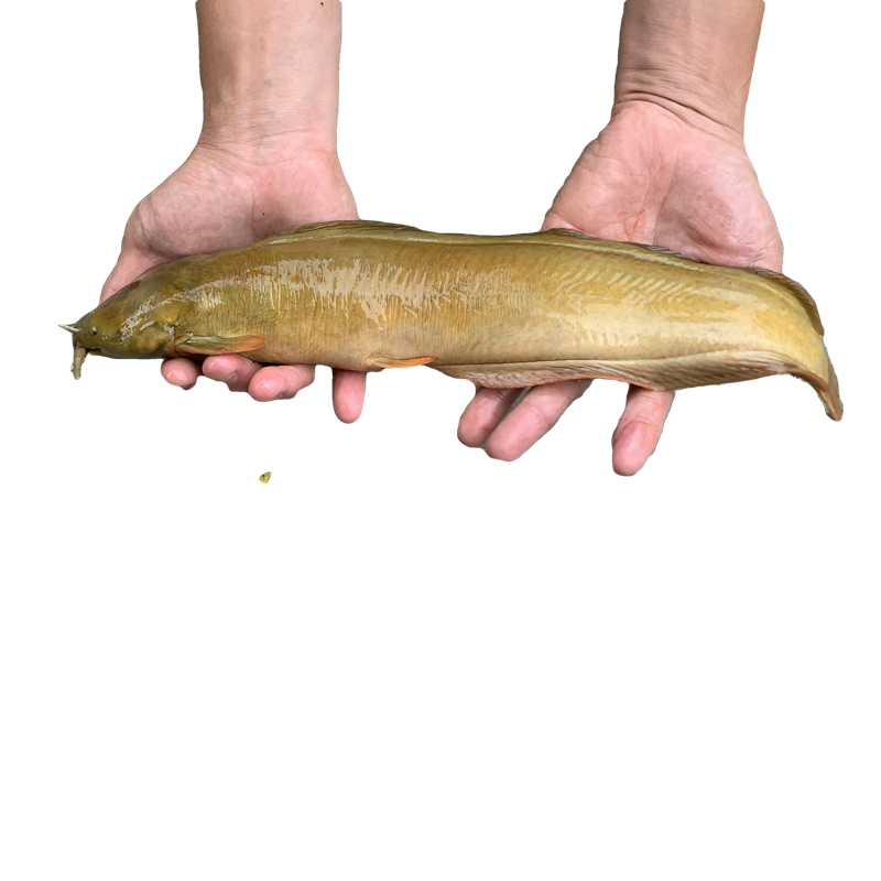 塘虱鱼苗三黄本地塘鲺胡子鲶土八须鲶鱼活体鱼