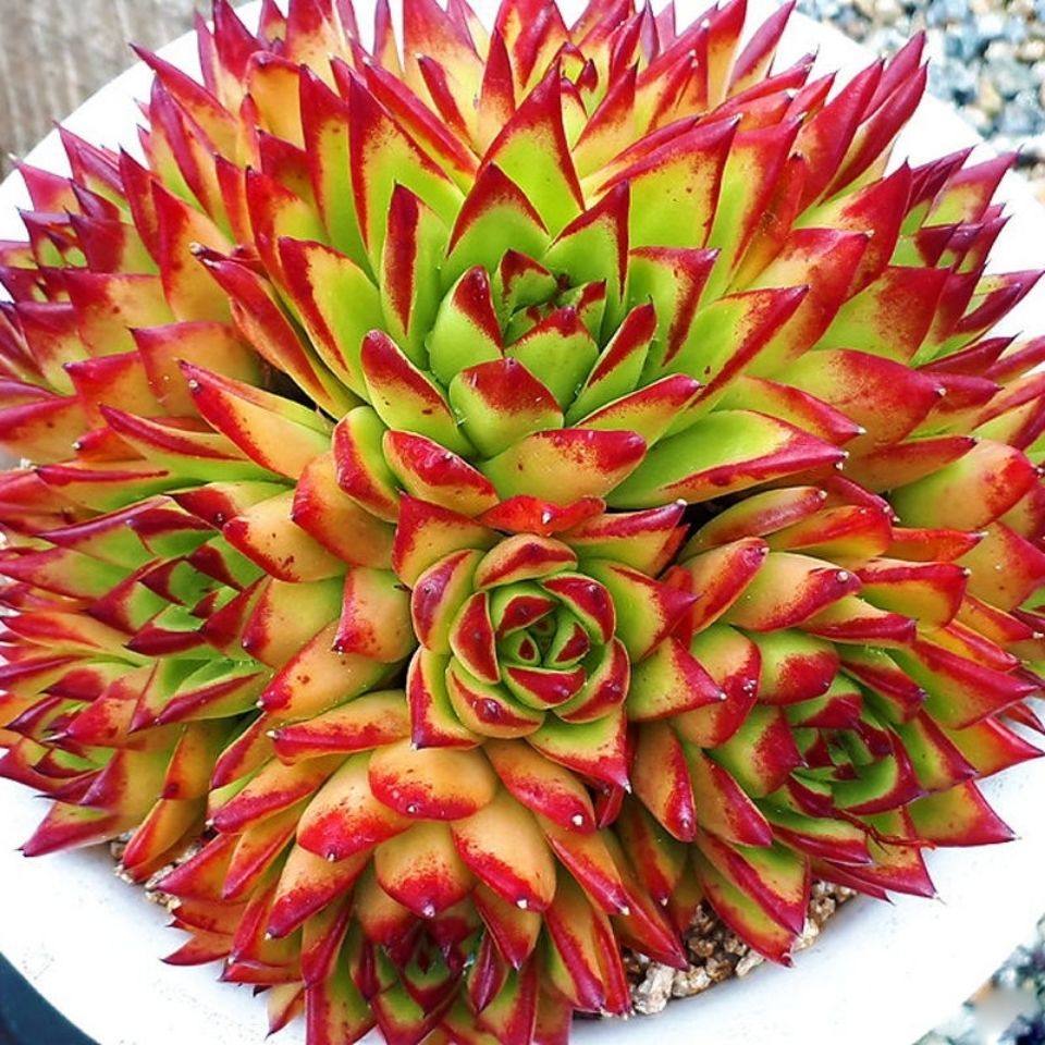 超大多头口红魅惑之宵乌木檀汁多肉植物盆栽多肉植物