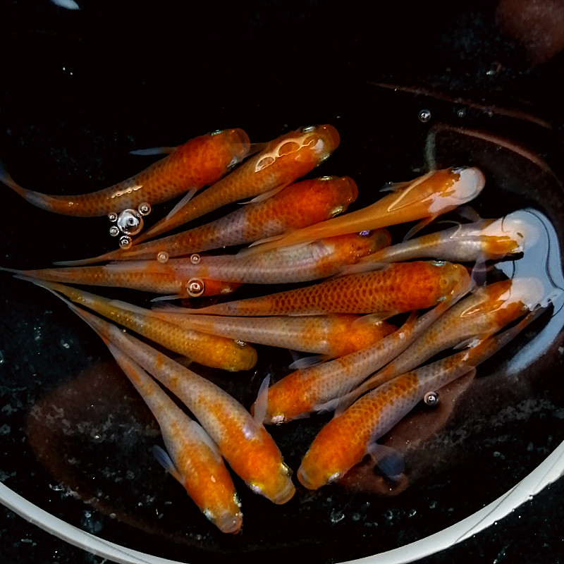 背青鳉鱼活体观赏群游冷水苗鱂原生微型锦鲤鱼