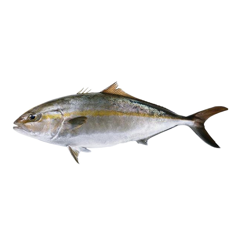 东山岛海钓野生红鱼杜氏鰤红魽刺身级品质新鲜其它