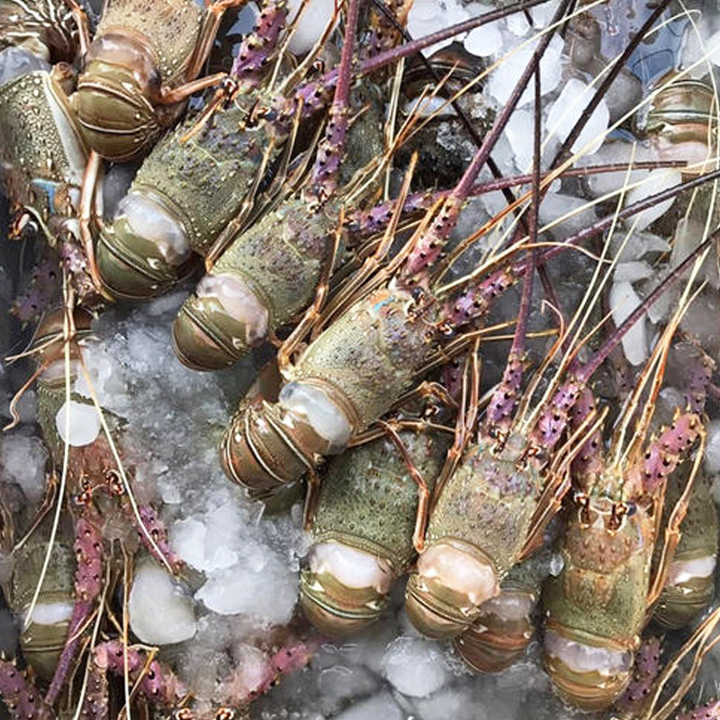 龙虾野生小青小青龙鲜活冷冻澳洲青龙1斤1-3只冻虾