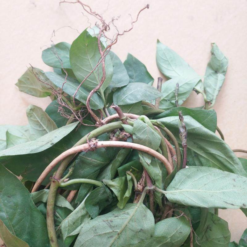 现摘新鲜鸡屎藤现采臭屁藤通气藤皆治藤鸡矢其他药食同源食品