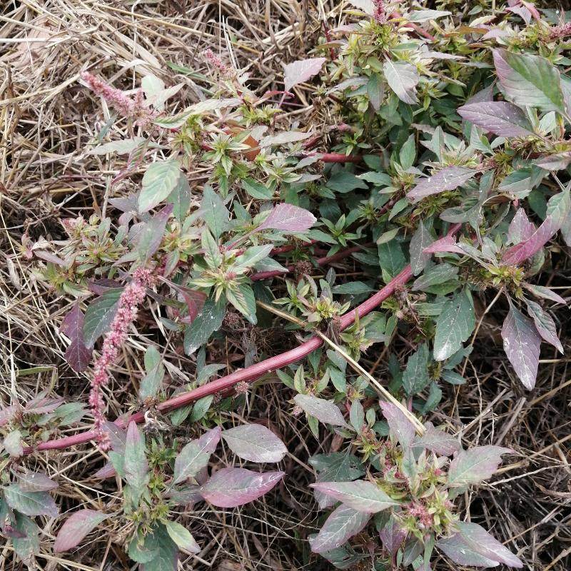 菜根野苋红梗刺苋刺苋根刺苋头刺笕苋菜头刺簕头根其他药食同源食品