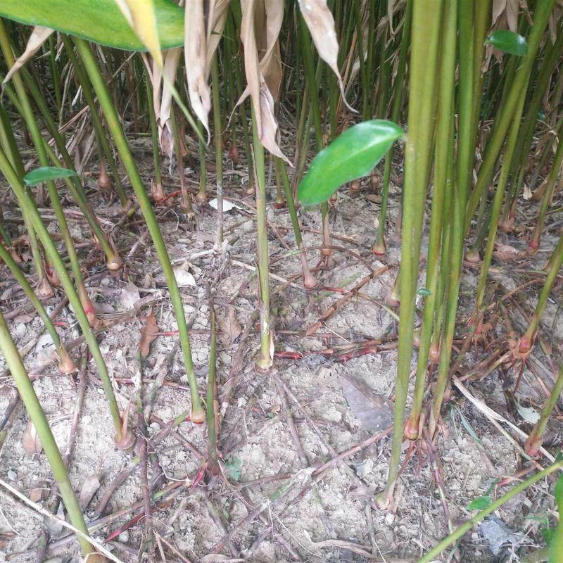 砂仁春砂仁根新鲜阳春特产产生天然种植沙仁砂仁