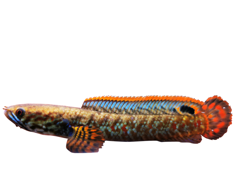 雷龙鱼龙鱼七彩巧克力阿萨姆奶茶雷龙鳢科鱼