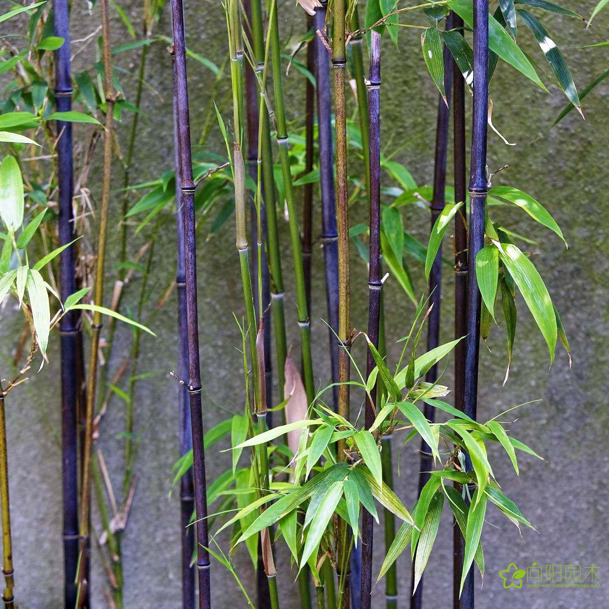 植物生长属性 :落叶 颜色分类 :人面竹/根 琴丝竹/根 紫竹1根/墨竹1根