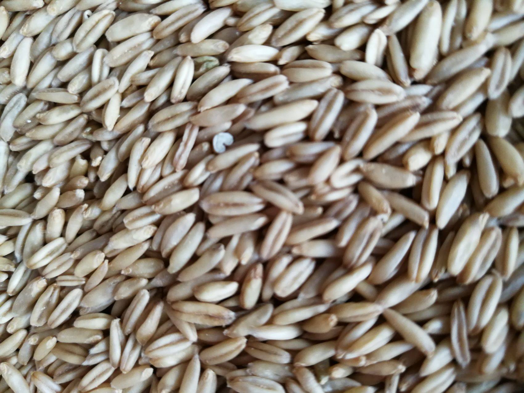 燕麦麦米鸟食鸟粮雀麦野麦虎皮鹦鹉牡丹玄风鸟食