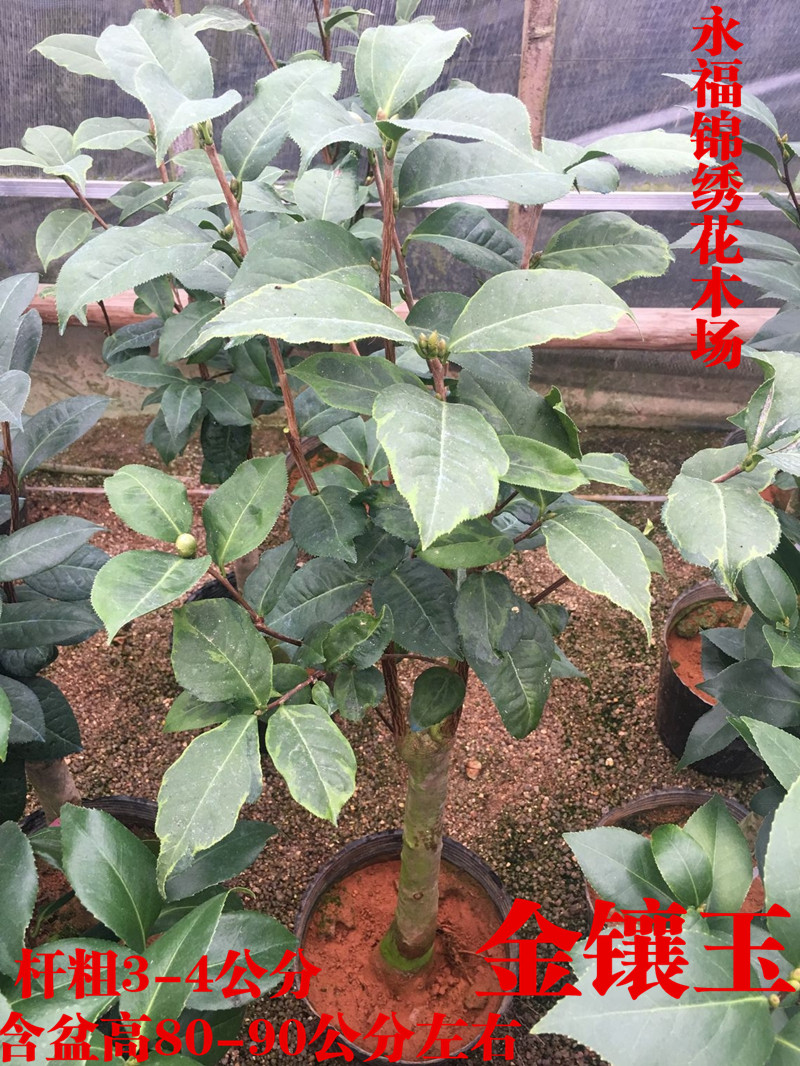 金镶玉茶花巨型大红红色珍贵稀有花卉盆栽四季花卉