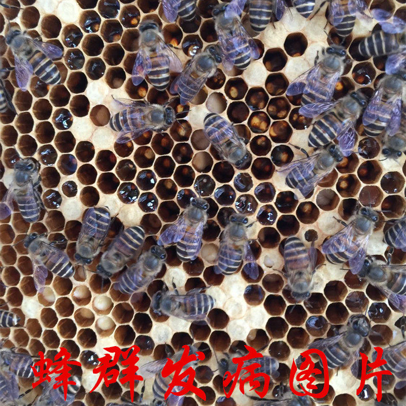 蜜蜂烂子病药烂子灵中囊抗体中蜂囊状幼虫病腐臭药烂子病克星正品