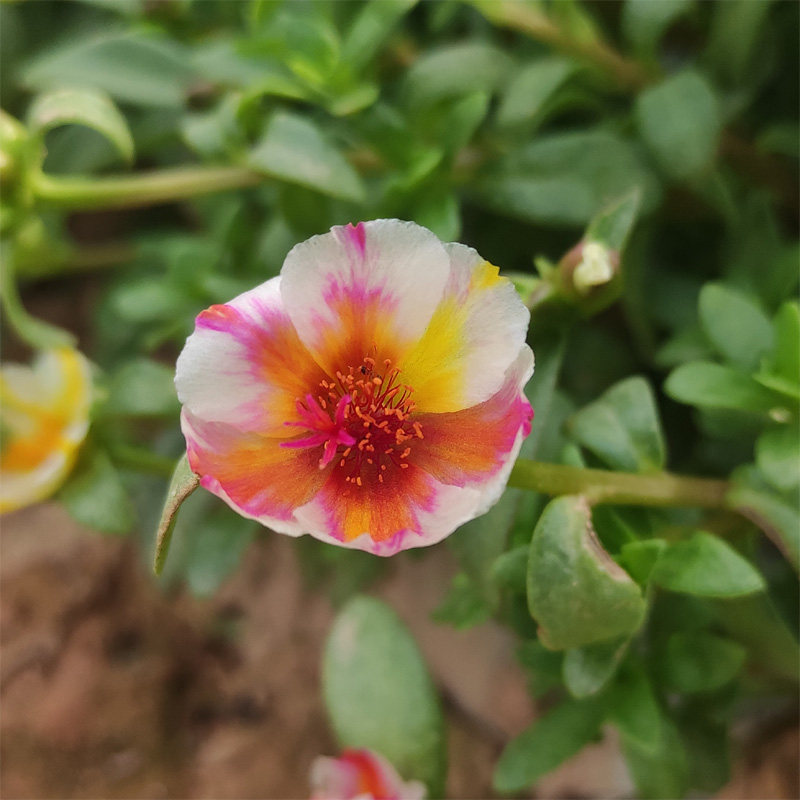 太阳花阔叶马齿苋瓜子宿根单瓣四季开花时令草本花卉