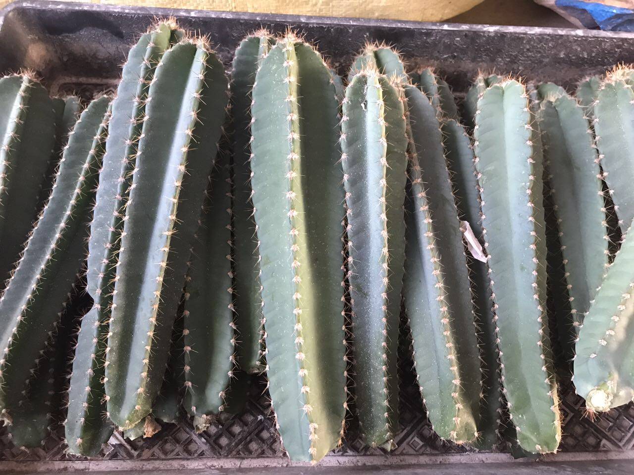 仙人漳州大棚神木龙神木没根现剪嘟嘟仙人掌量天尺多肉植物