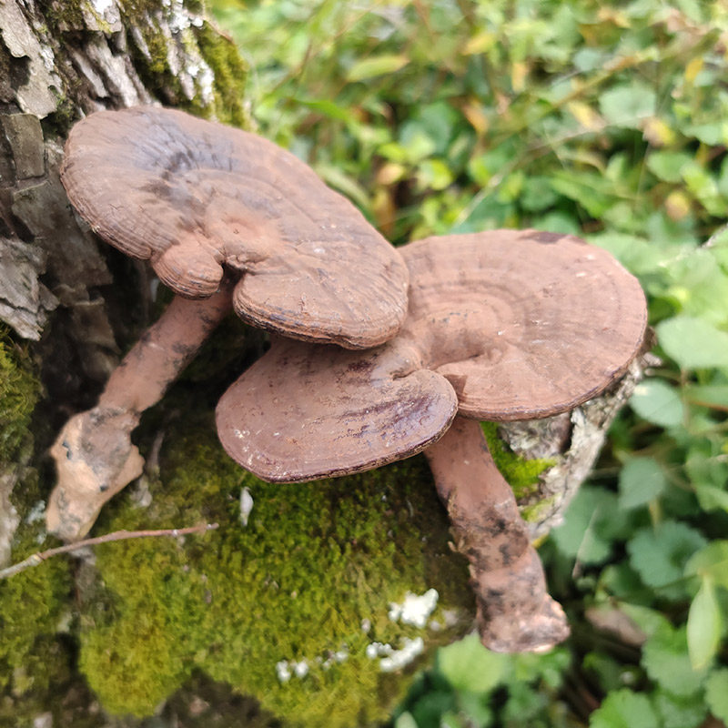 灵芝侗乡农家深山大个半野野生整枝孢子孢子粉整枝灵芝