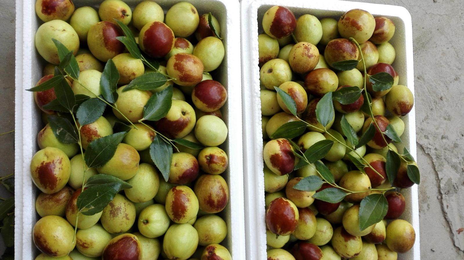 短枝5斤大枣脆甜水果特产新鲜冬枣二代大果枣