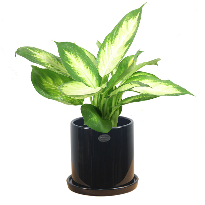 玛丽安万年青室内花卉盆栽植物净化空气保湿绿植栽盆绿植