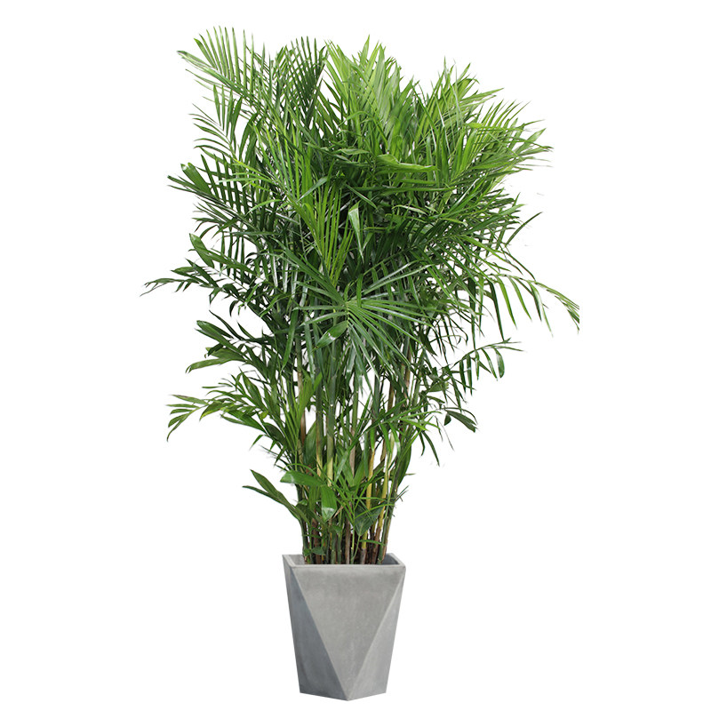 夏威夷椰子盆栽散尾竹子吸甲醛新房装修花卉绿植净化空