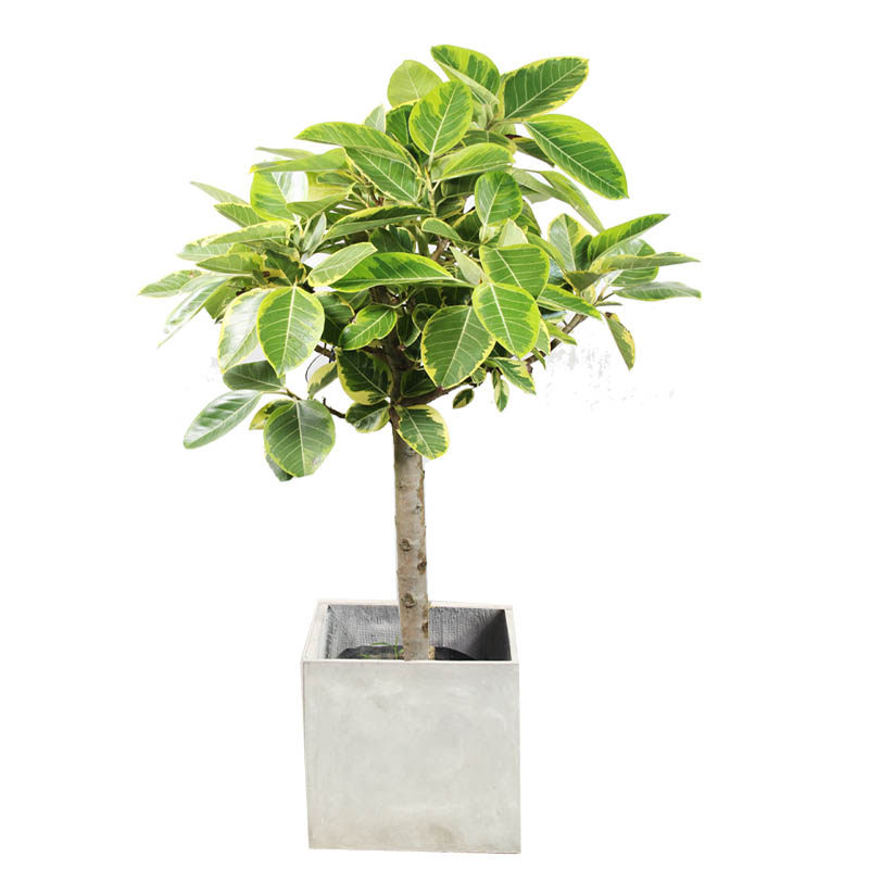 植物榕树花叶高山榕韩国出口北欧ins盆栽绿植