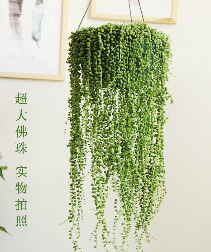 佛珠吊兰情人珍珠长藤垂吊室内盆栽花卉耐阴绿植