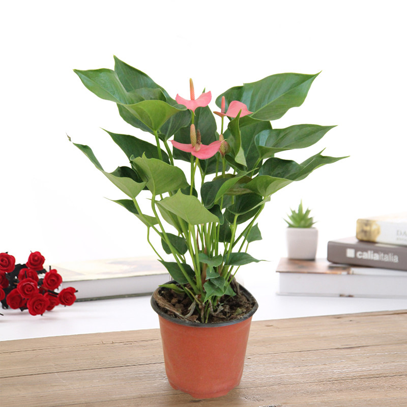 粉掌盆栽花卉四季开花植物好养耐旱净化空气