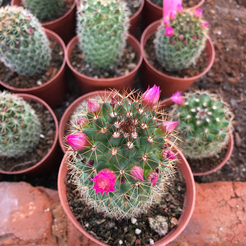 红花带花发货仙人锦丸多肉植物实生室内盆栽多肉植物
