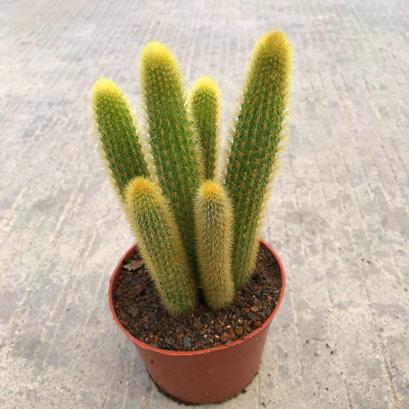 仙人球黄金条金碧辉煌一盆美观柱开红花多肉植物多肉植物