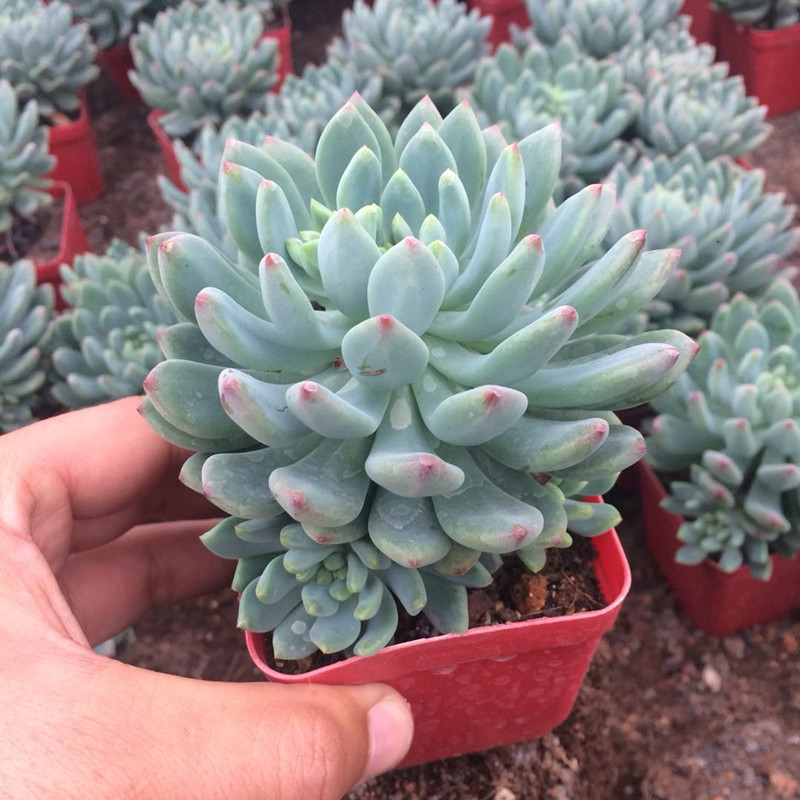 基地直销多肉植物 蓝孔雀 桌面养眼净空气办公室电脑前防辐射大颗