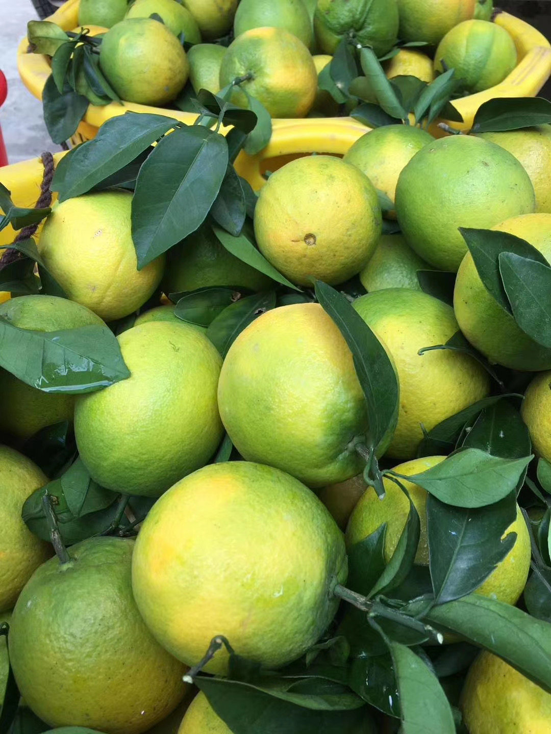 正宗广西蜂蜜脐橙寻乌甜橙橙子现摘新鲜水果橙